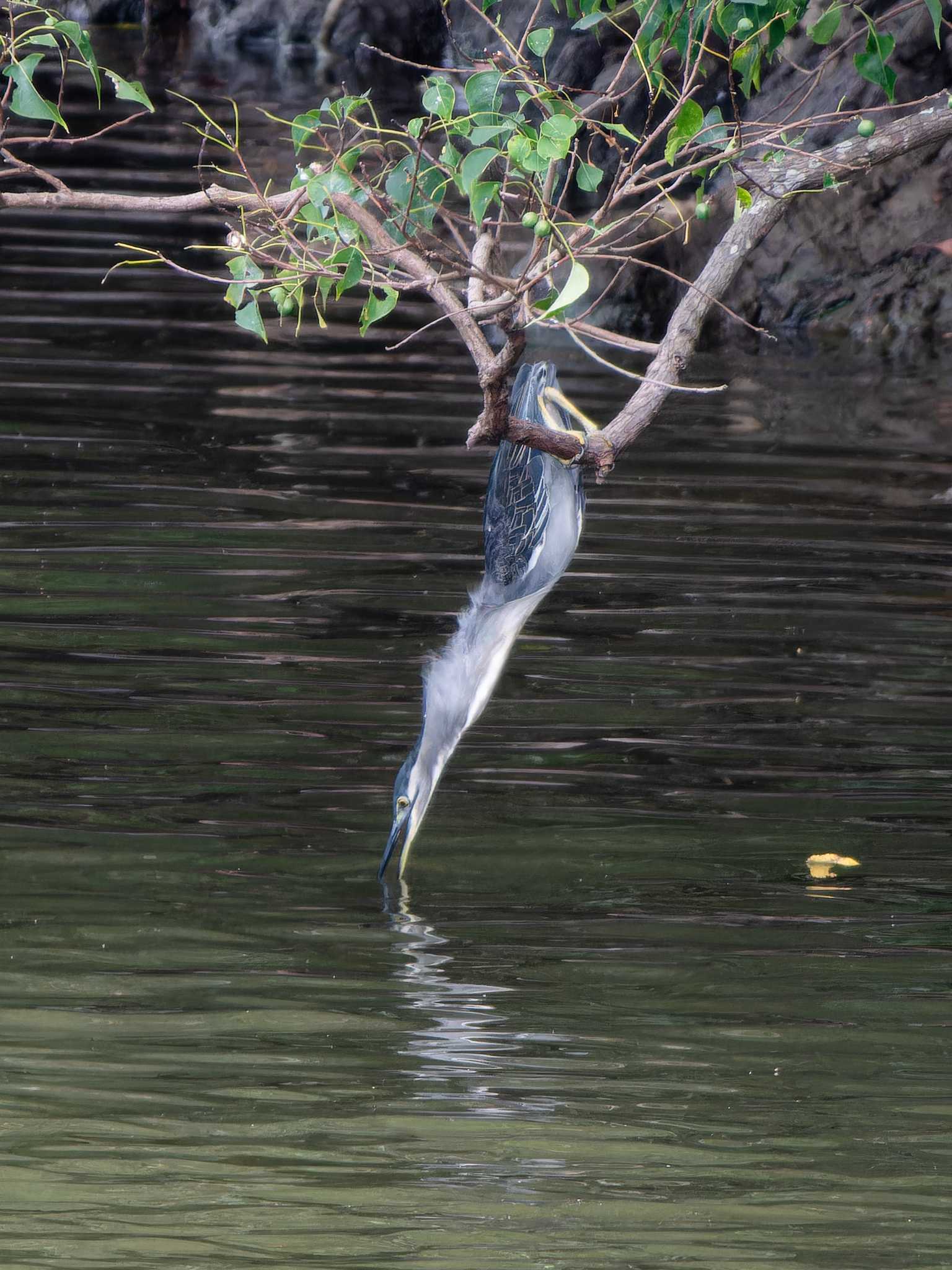 Striated Heron