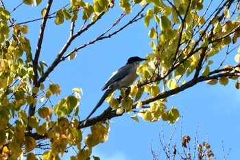 Azure-winged Magpie Ukima Park Sat, 10/7/2023