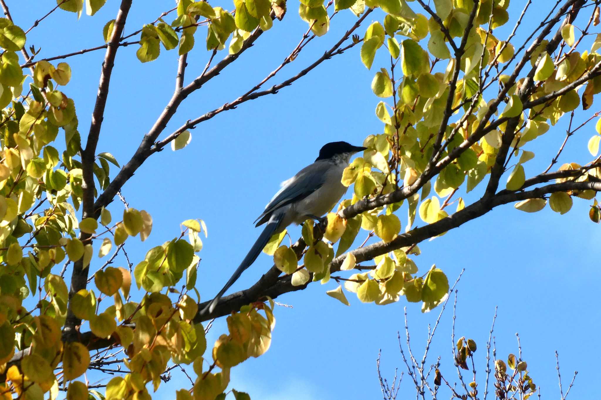 Photo of Azure-winged Magpie at Ukima Park by Kirin-Kita