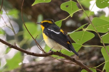 Narcissus Flycatcher 牧野ヶ池緑地 Sat, 10/7/2023