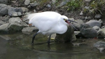 Little Egret Kyoto Gyoen Sat, 10/7/2023