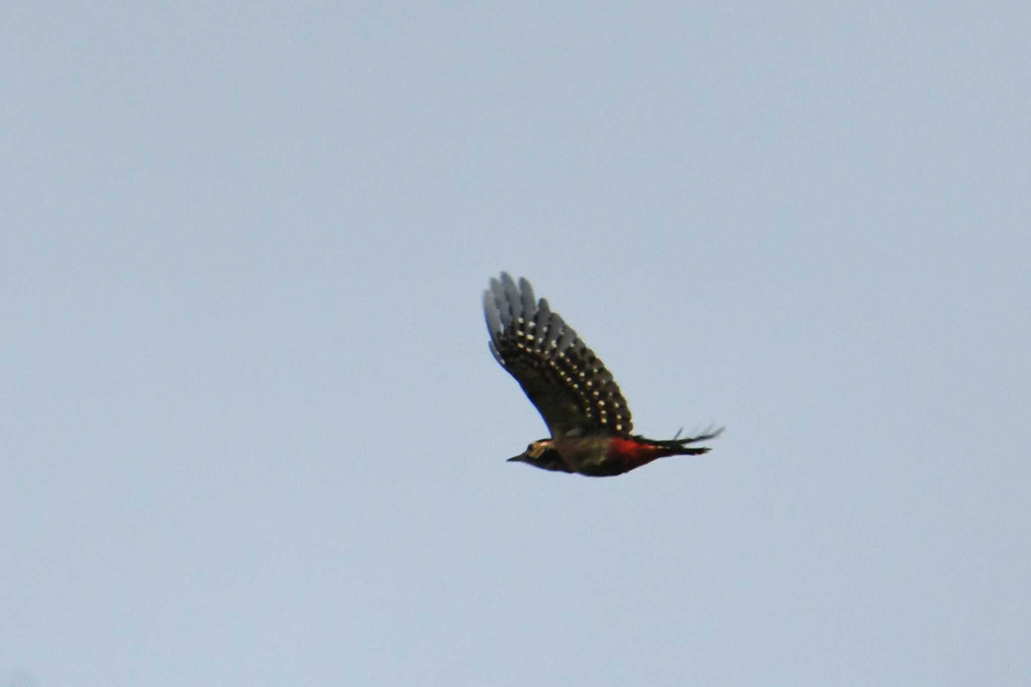 Photo of Great Spotted Woodpecker at 乗鞍岳 by あひる