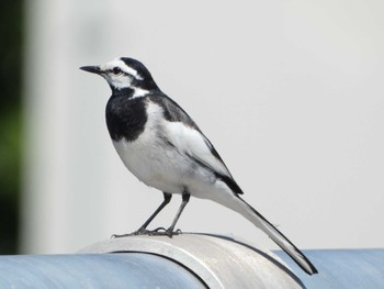 White Wagtail 布目ダム Sat, 6/17/2023