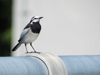 White Wagtail 布目ダム Sat, 6/17/2023