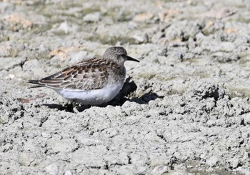 2023年10月7日(土) 伊佐沼の野鳥観察記録