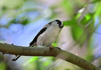 2023年10月7日(土) 秋ヶ瀬公園の野鳥観察記録