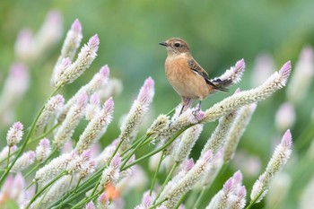 Amur Stonechat Unknown Spots Sat, 10/7/2023