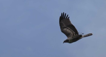 Crested Honey Buzzard 岡崎市扇山 Sat, 10/7/2023