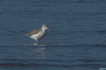 Common Greenshank 東よか干潟 Sat, 9/30/2023