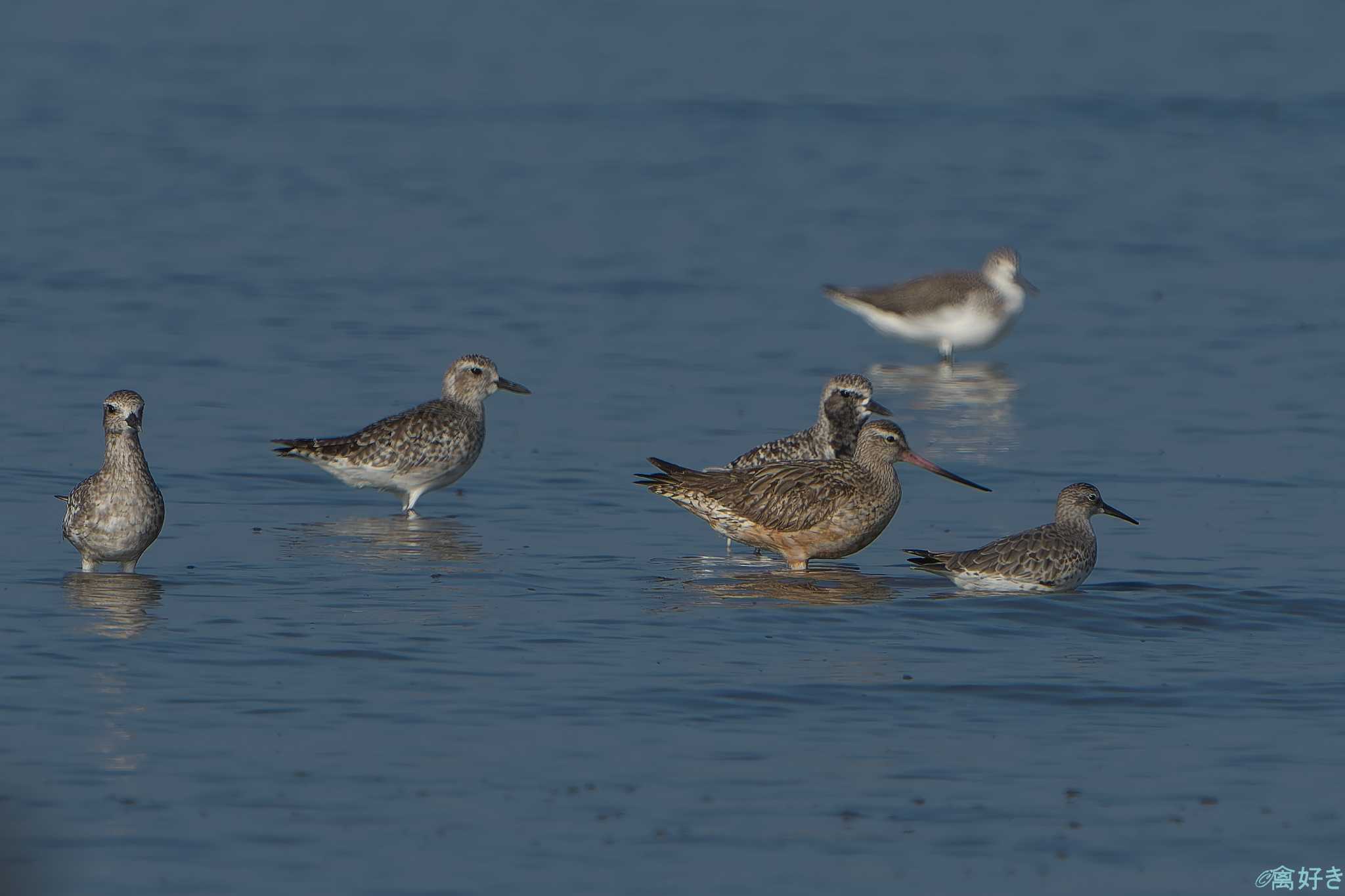 Bar-tailed Godwit