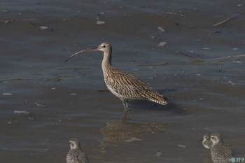 ホウロクシギ 東よか干潟 2023年9月30日(土)