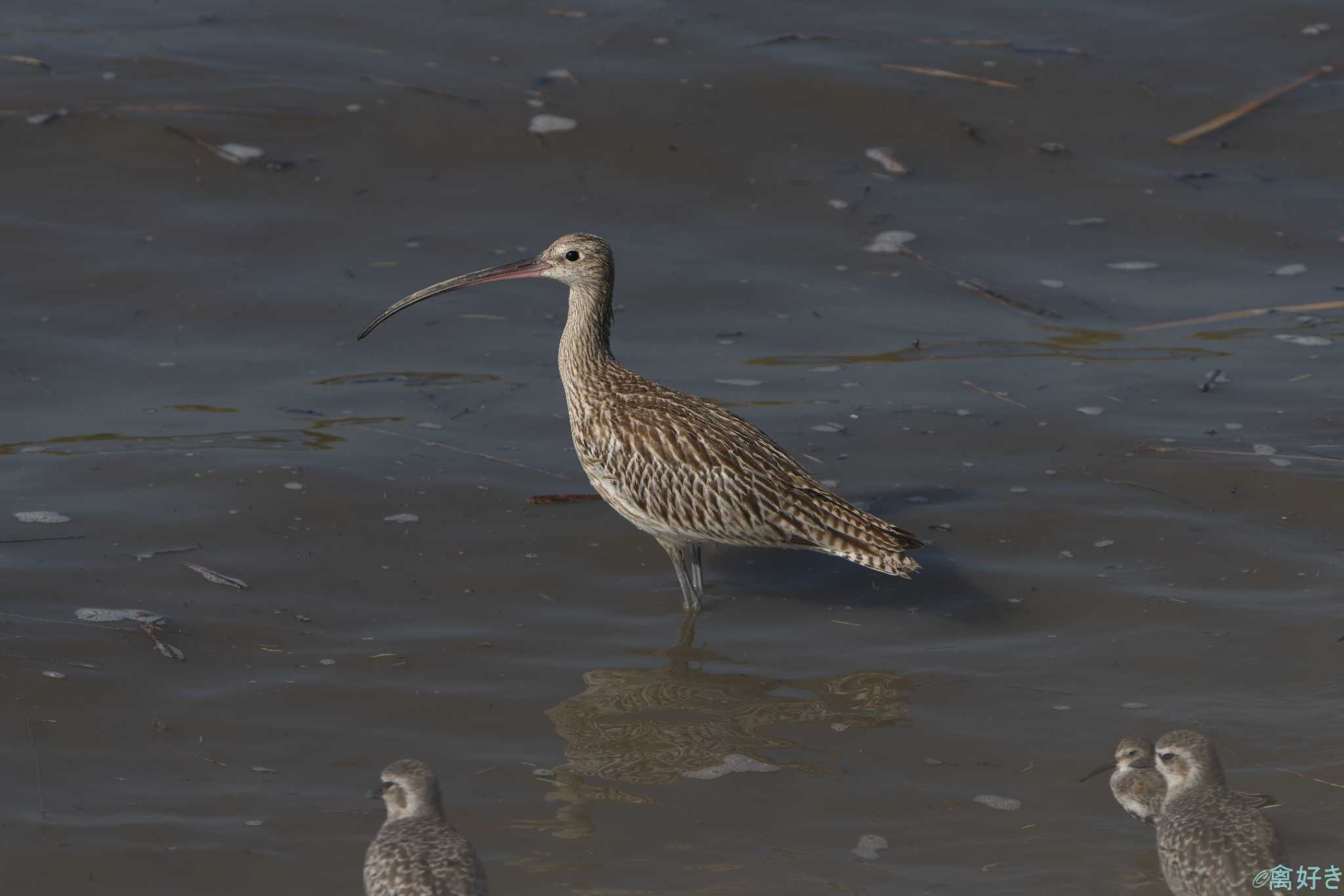 Photo of Far Eastern Curlew at 東よか干潟 by 禽好き