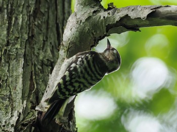 Japanese Pygmy Woodpecker(seebohmi) 野幌森林公園 Mon, 7/17/2023