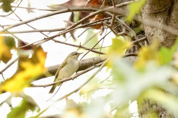 Sakhalin Leaf Warbler Osaka castle park Sat, 10/7/2023