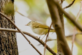 Sakhalin Leaf Warbler Osaka castle park Sat, 10/7/2023