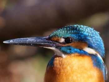 Common Kingfisher Mizumoto Park Tue, 1/3/2023