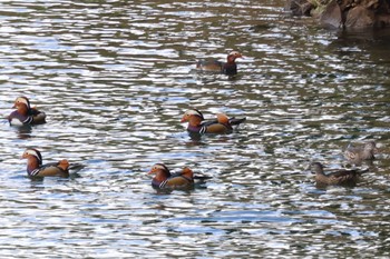 2023年10月7日(土) 早戸川林道の野鳥観察記録