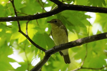 キビタキ 旭山記念公園 2023年8月19日(土)