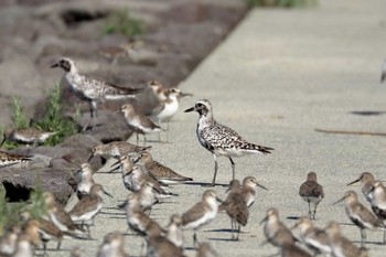 Grey Plover Daijugarami Higashiyoka Coast Mon, 9/10/2018