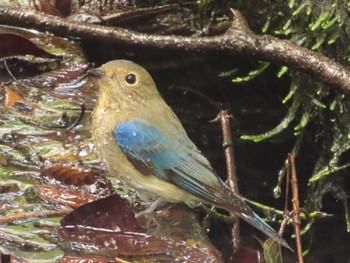 Sat, 10/7/2023 Birding report at 権現山(弘法山公園)