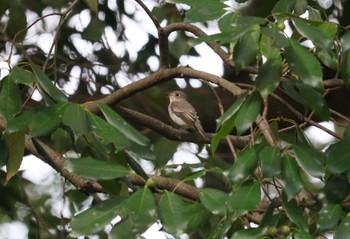 2023年10月7日(土) 庄内緑地公園の野鳥観察記録