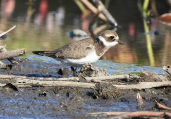 Common Ringed Plover Inashiki Sat, 10/7/2023