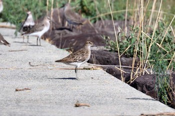 Sharp-tailed Sandpiper Daijugarami Higashiyoka Coast Mon, 9/10/2018