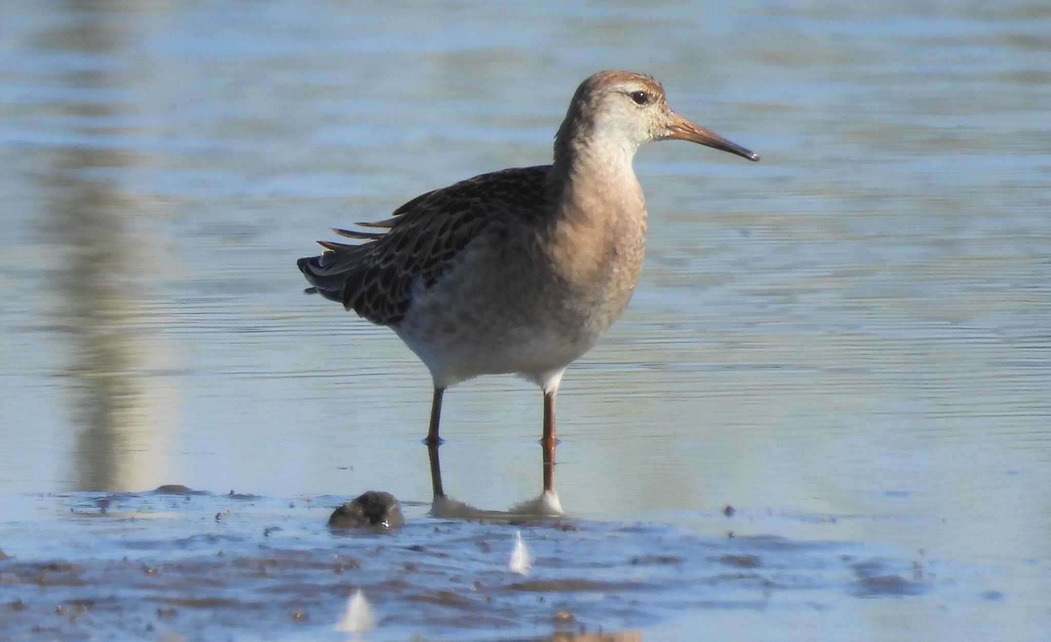 Photo of Ruff at Inashiki by みやさん