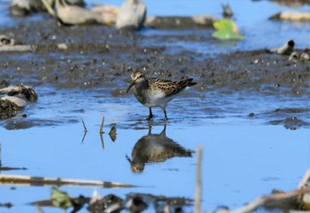 アメリカウズラシギ 稲敷市 2023年10月7日(土)