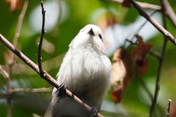 シマエナガ 旭山記念公園 2023年8月19日(土)