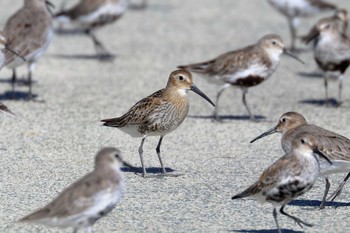 Dunlin Daijugarami Higashiyoka Coast Mon, 9/10/2018