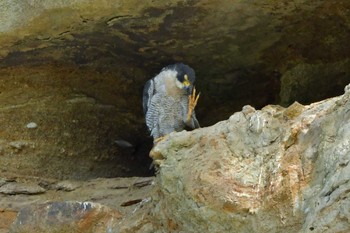 ハヤブサ 青葉山公園 2023年10月7日(土)