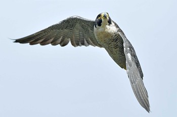 ハヤブサ 青葉山公園 2023年10月7日(土)