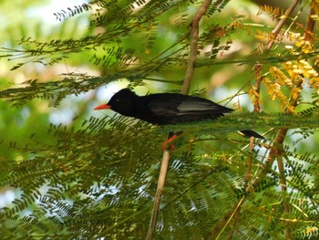 Black Bulbul 台湾 Wed, 9/27/2023