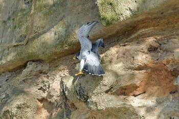 ハヤブサ 青葉山公園 2023年10月7日(土)