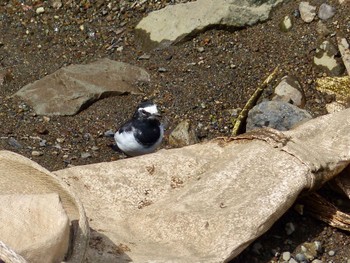 Japanese Wagtail Unknown Spots Sun, 9/24/2023