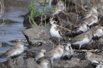 Greater Sand Plover Daijugarami Higashiyoka Coast Mon, 9/10/2018