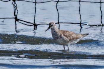 コオバシギ ふなばし三番瀬海浜公園 2023年9月30日(土)