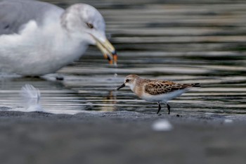 トウネン ふなばし三番瀬海浜公園 2023年9月30日(土)