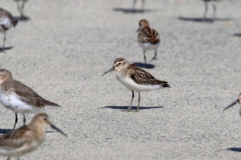 Broad-billed Sandpiper Daijugarami Higashiyoka Coast Mon, 9/10/2018