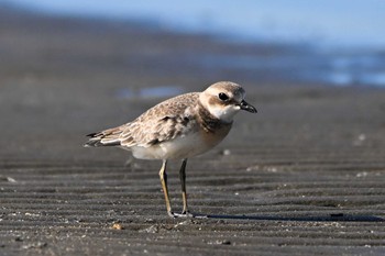 メダイチドリ ふなばし三番瀬海浜公園 2023年10月7日(土)