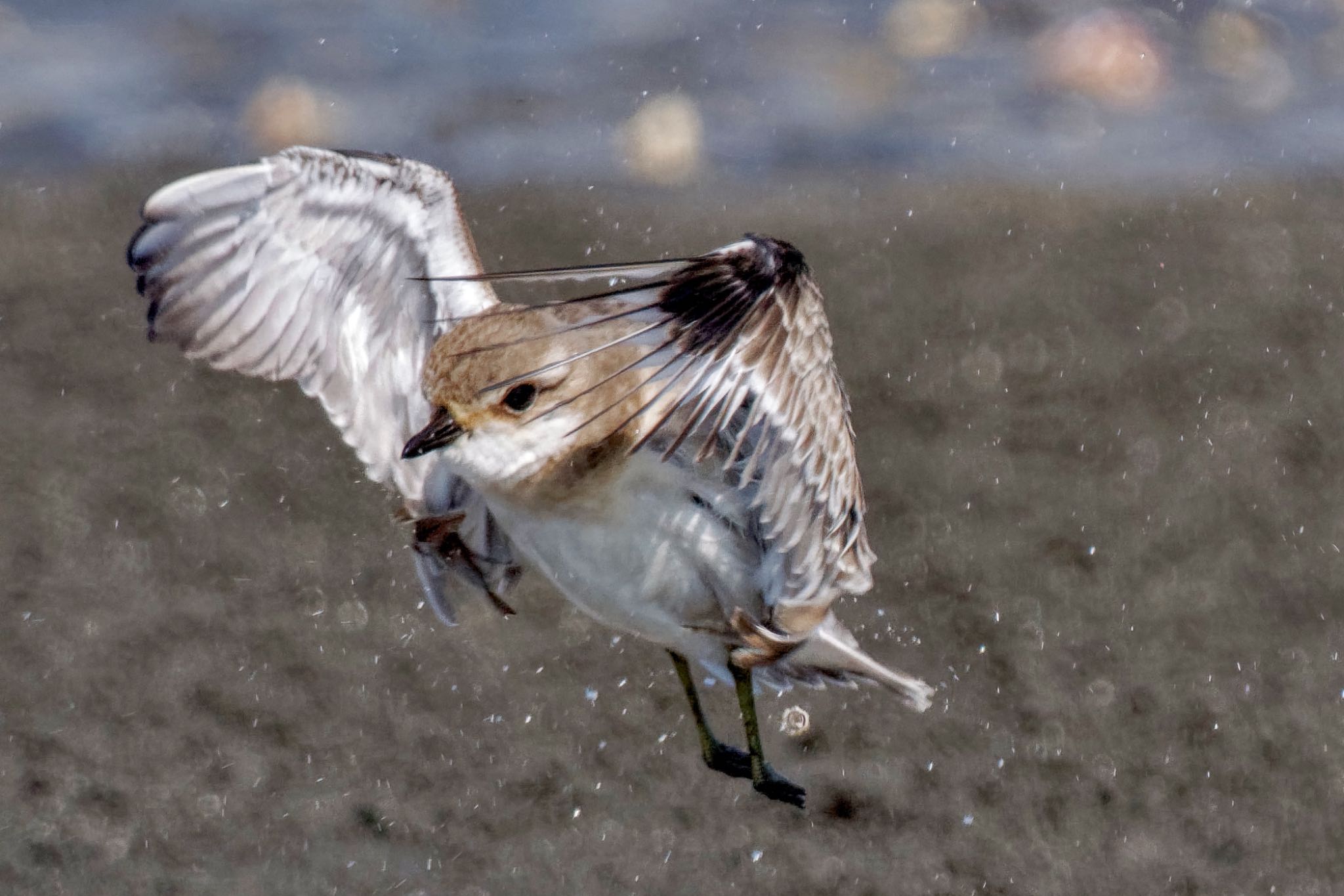 ふなばし三番瀬海浜公園 メダイチドリの写真