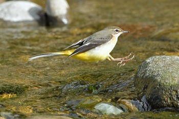 キセキレイ 青葉山公園 2023年10月7日(土)