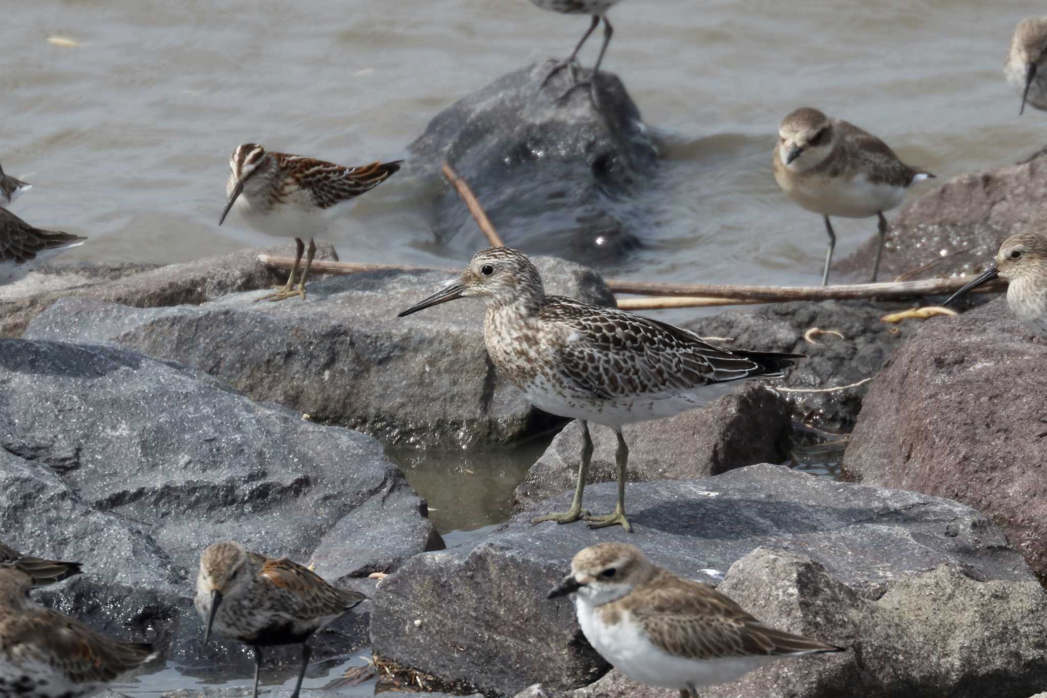 Photo of Great Knot at Daijugarami Higashiyoka Coast by Zakky