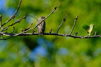 Grey-streaked Flycatcher Ukima Park Sat, 10/7/2023