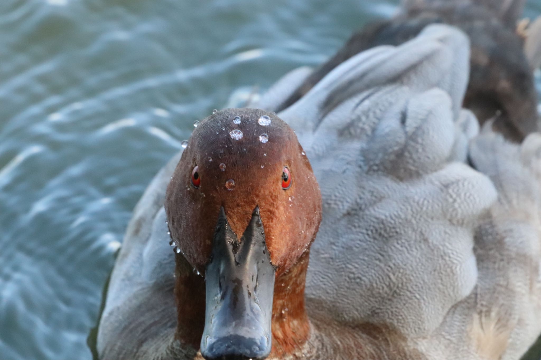 大濠公園 ホシハジロの写真