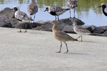 Bar-tailed Godwit Daijugarami Higashiyoka Coast Tue, 9/11/2018