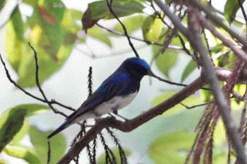 Blue-and-white Flycatcher 埼玉県 Sat, 7/8/2023