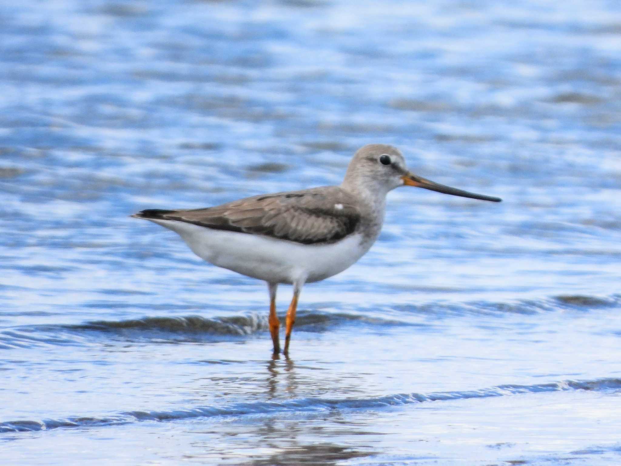 Photo of Terek Sandpiper at  by サジタリウスの眼