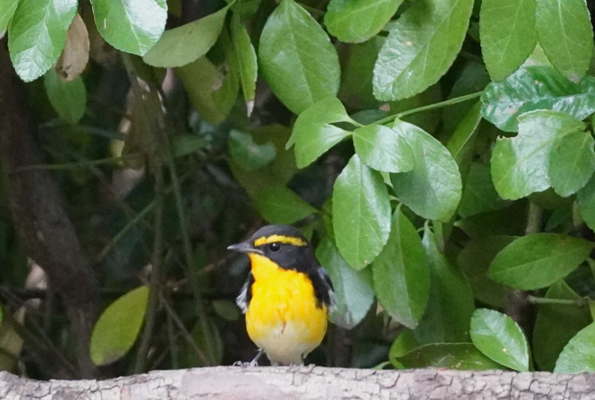 Narcissus Flycatcher